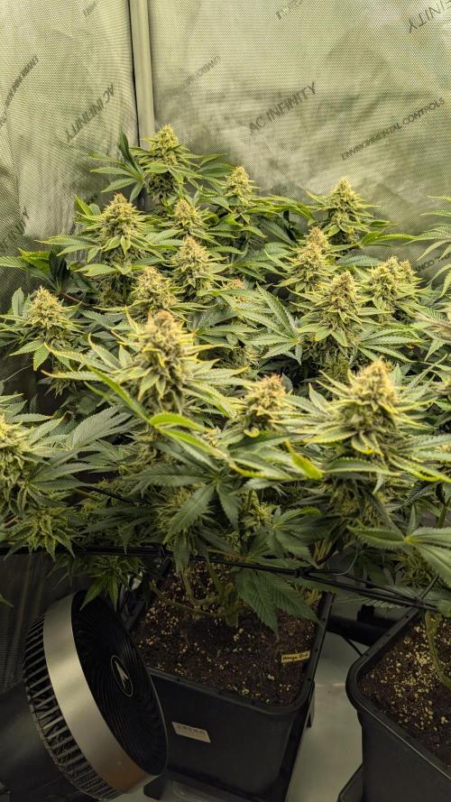 Orange Bud. Week 14