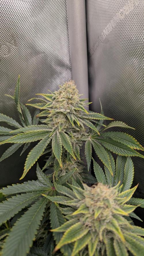 Orange Bud. Week 14