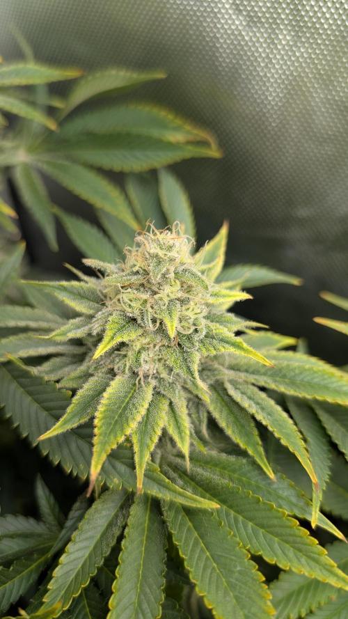 Orange Bud. Week 14