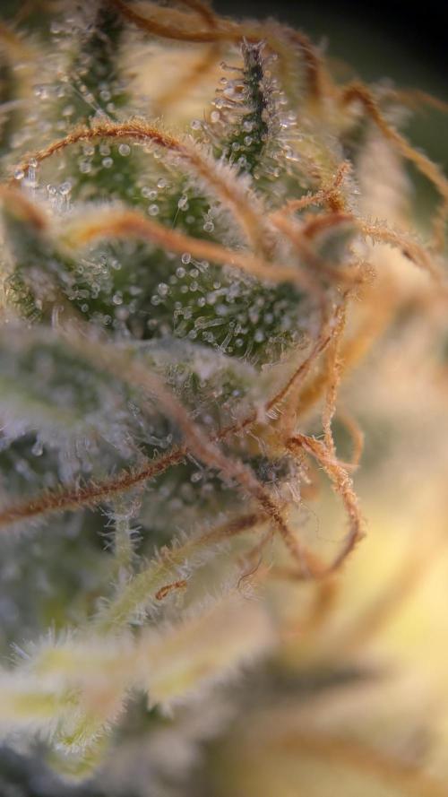 Orange Bud. Week 14