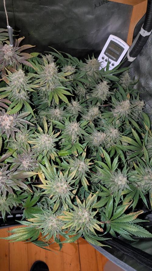 GH Cheese. Week 15