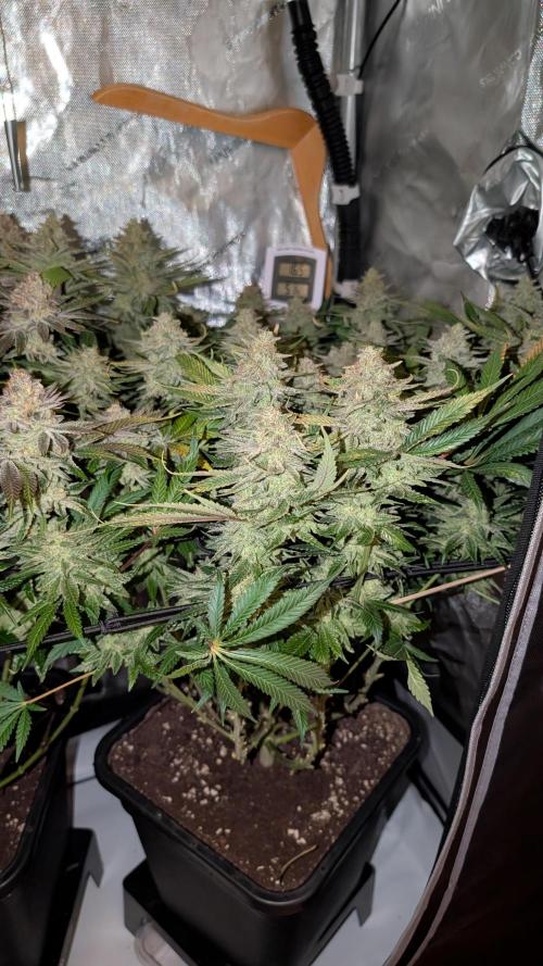 GH Cheese. Week 15