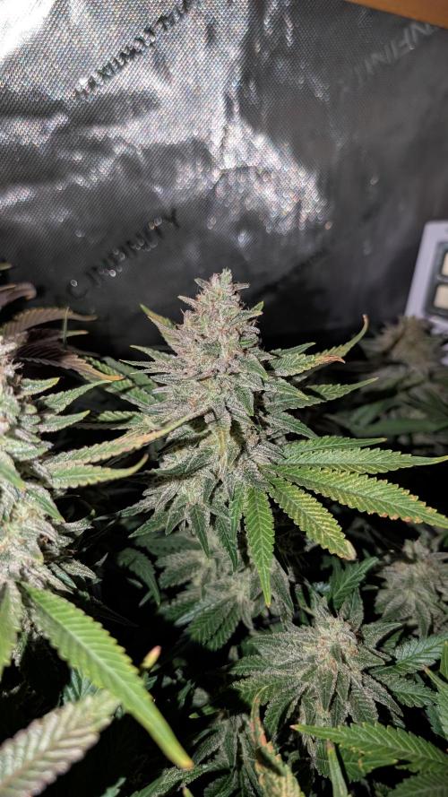 GH Cheese. Week 15