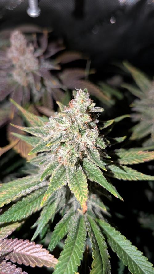 GH Cheese. Week 15