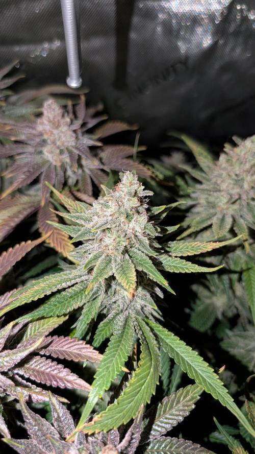 GH Cheese. Week 15