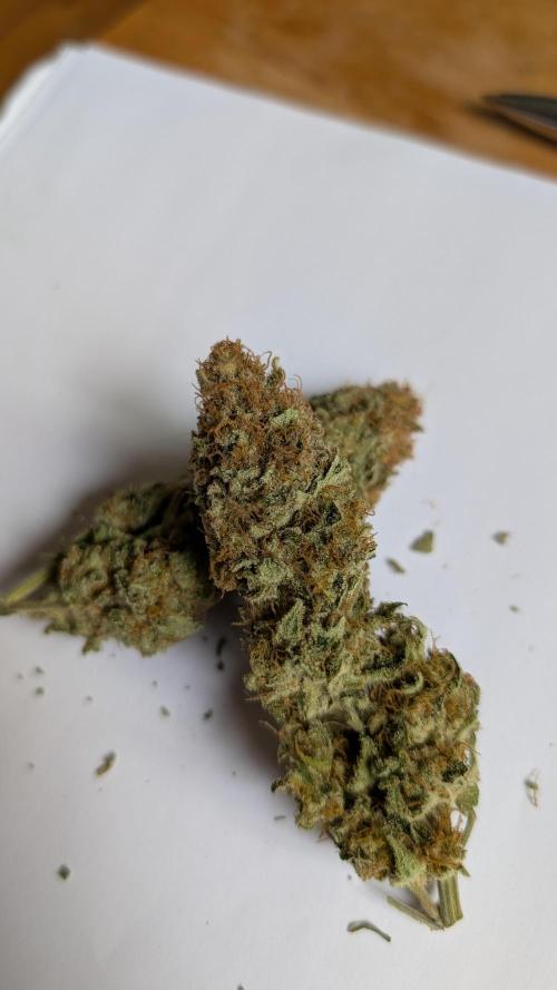 Orange Bud. Week 15