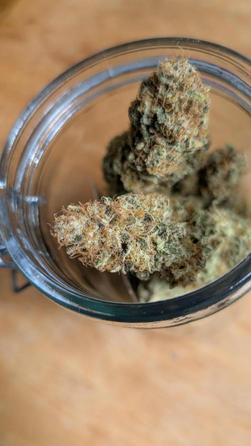 Orange Bud. Week 15