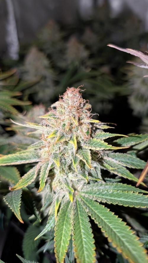 Orange Bud. Week 15