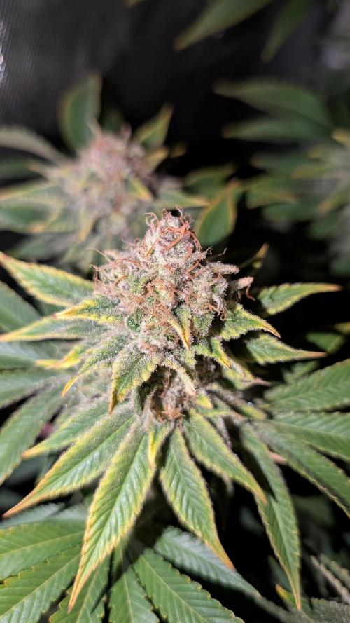 Orange Bud. Week 15