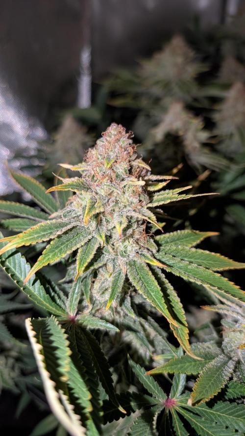 Orange Bud. Week 15