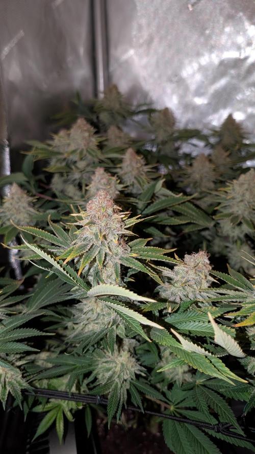 Orange Bud. Week 15