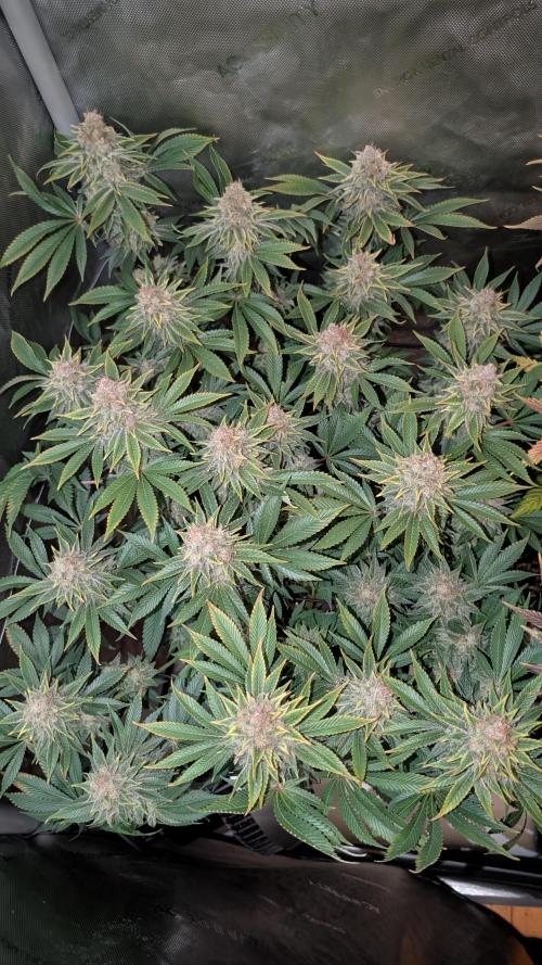 Orange Bud. Week 15