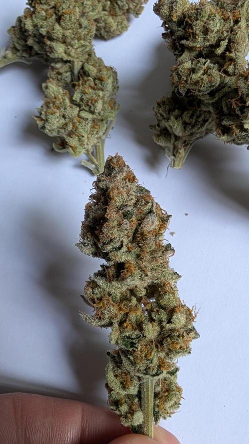 Orange Bud 2.0. Week 15