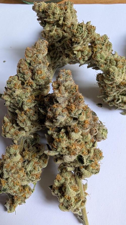 Orange Bud 2.0. Week 15