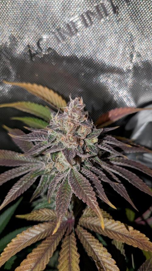 Orange Bud 2.0. Week 15