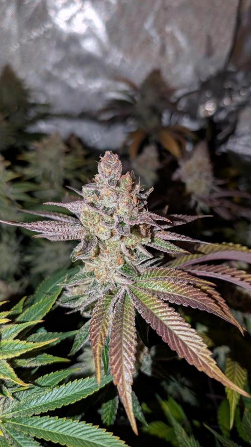 Orange Bud 2.0. Week 15
