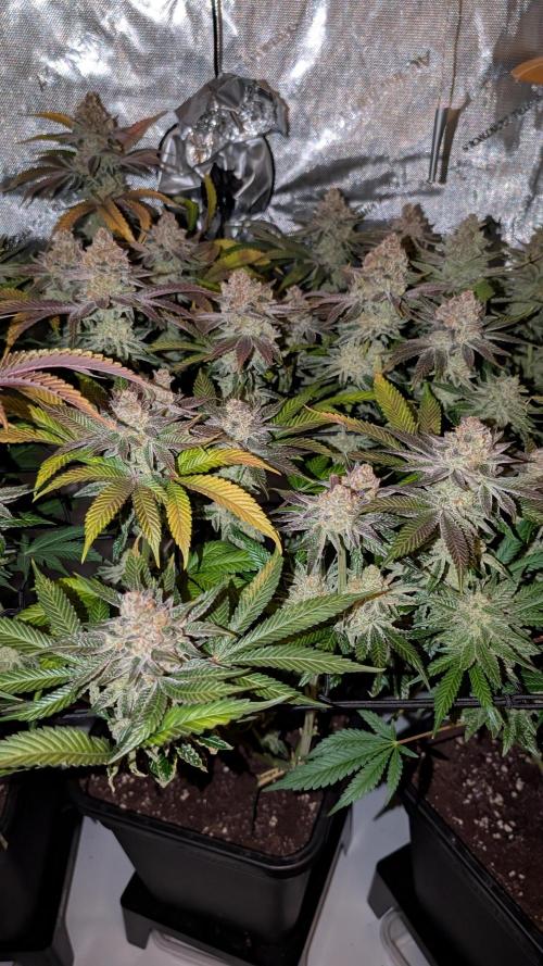 Orange Bud 2.0. Week 15