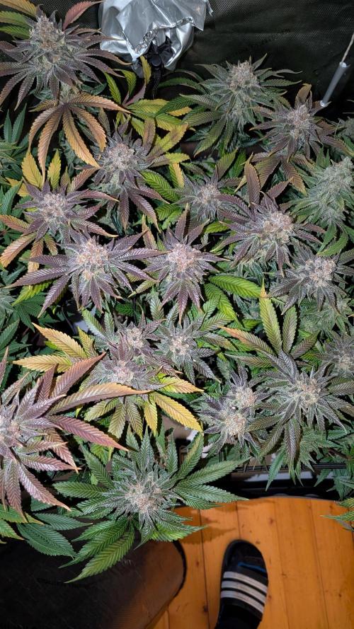 Orange Bud 2.0. Week 15