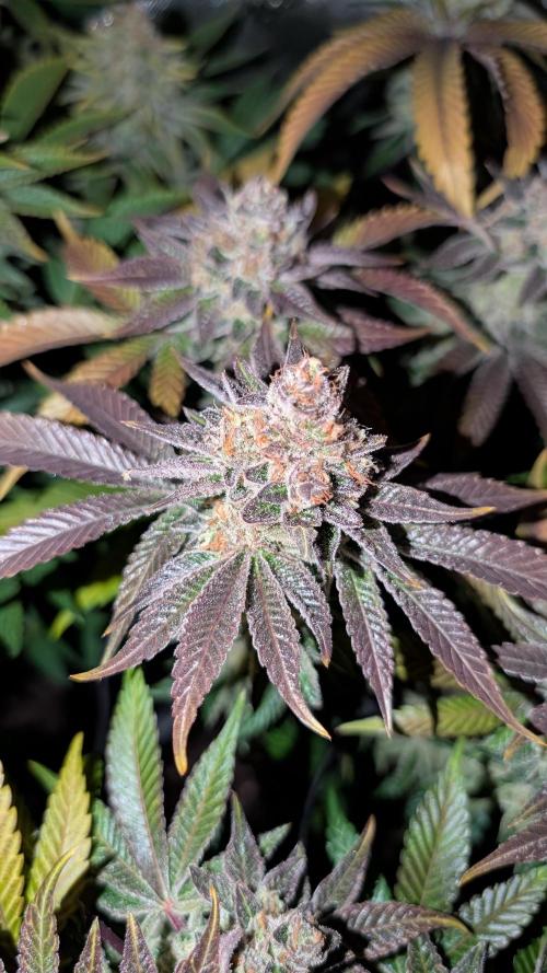Orange Bud 2.0. Week 15