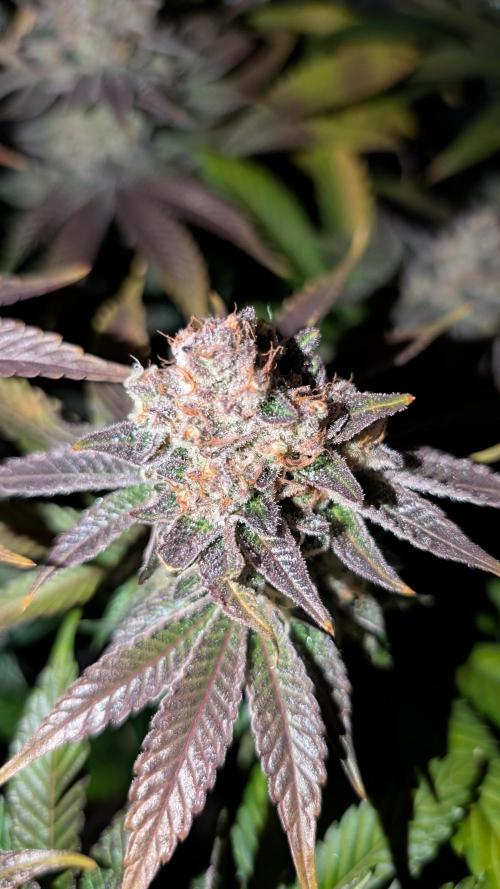 Orange Bud 2.0. Week 15