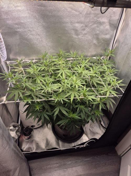 White Widow. Week 12