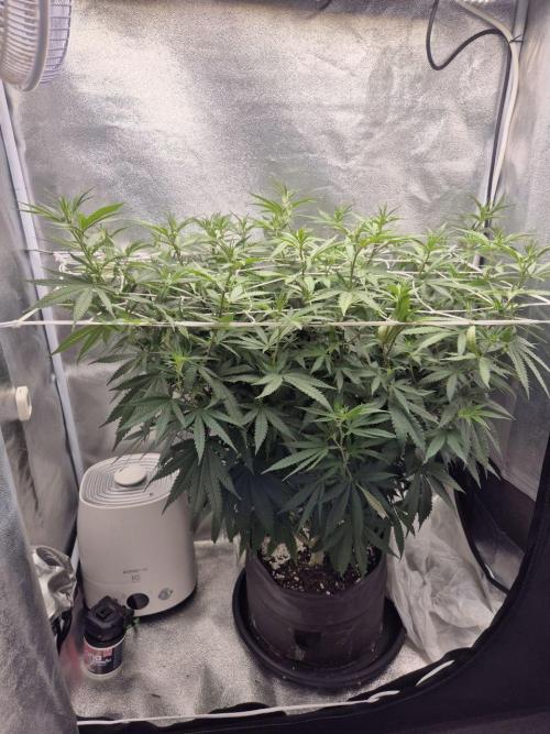 White Widow. Week 12