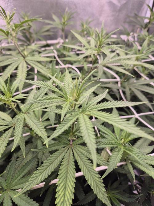 White Widow. Week 12