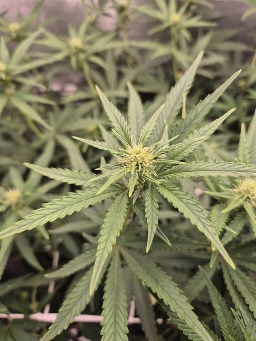 White Widow. Week 14