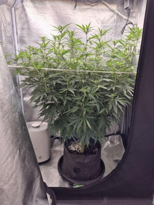 White Widow. Week 14