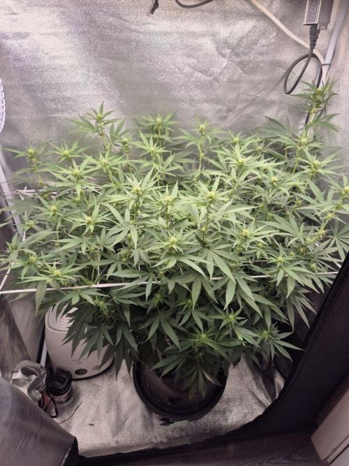 White Widow. Week 14