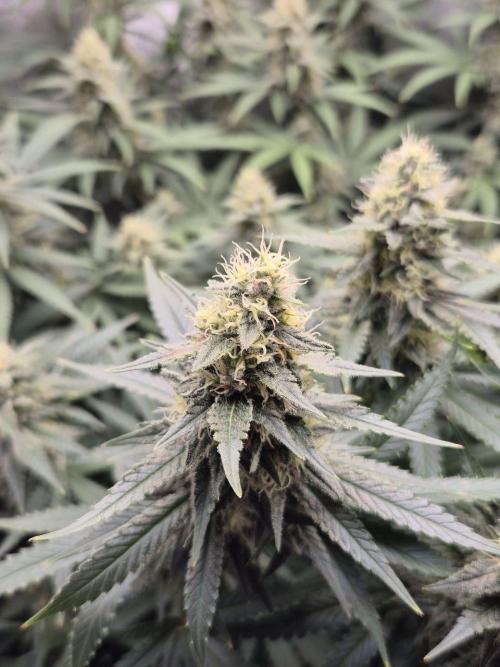 White Widow. Week 17