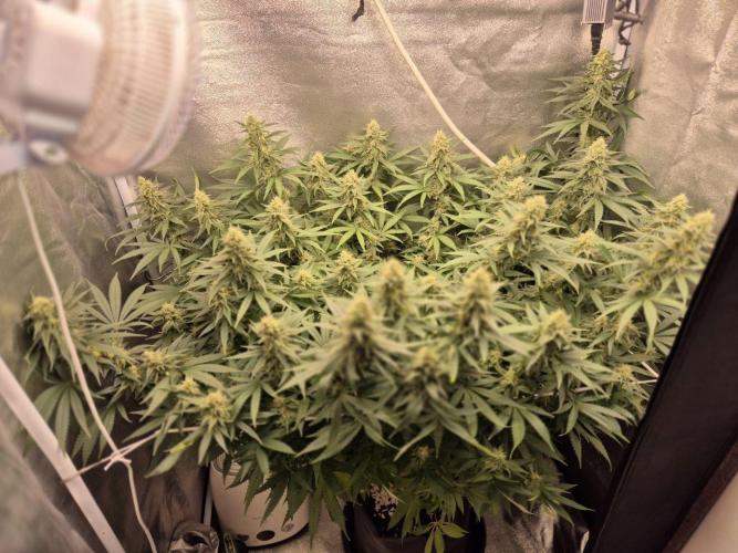 White Widow. Week 17