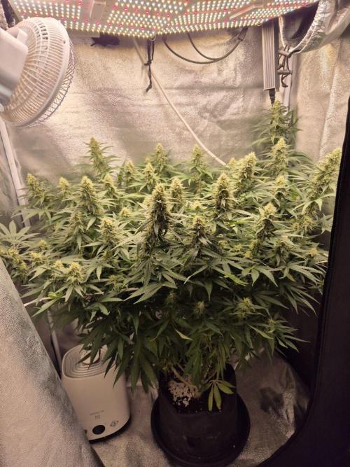 White Widow. Week 17