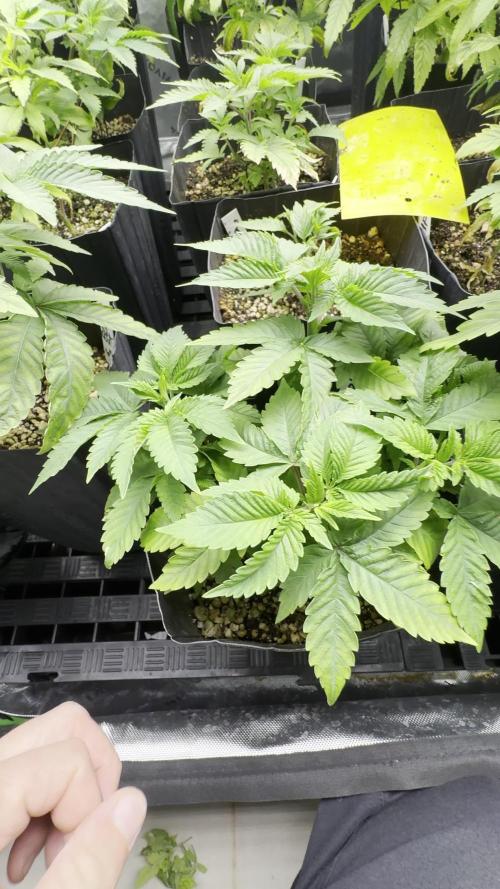 Brasileiro ganja