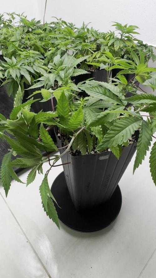 Brasileiro ganja