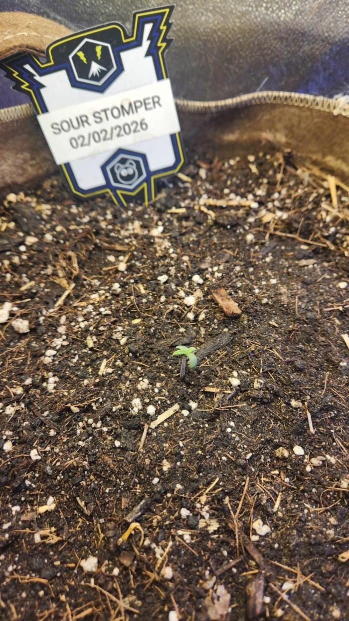 Sour Stomper. Week 0 - Seedling-Feb. 8th, 2026