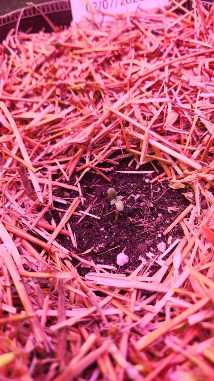 MephistO'z. Week 0 - Seedling-Feb. 11th, 2026