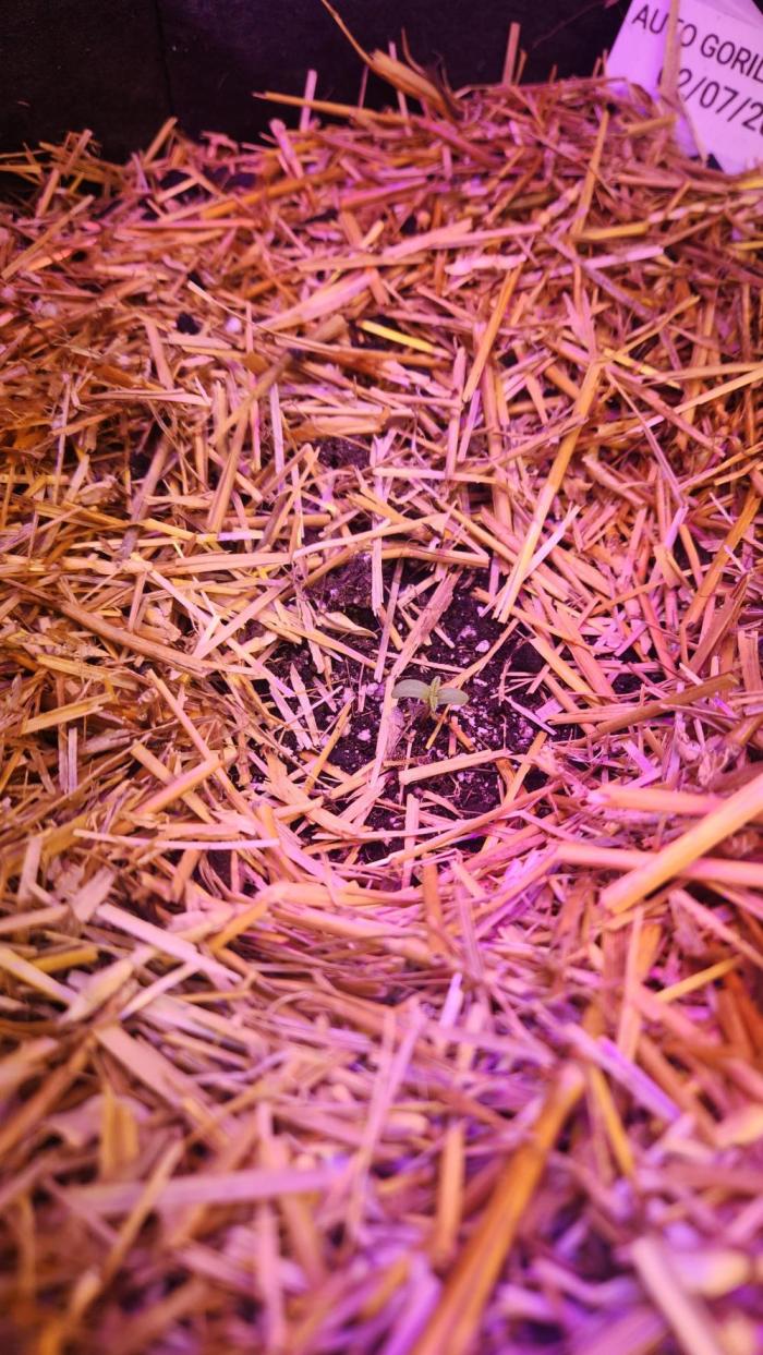 Automatic Gorilla Grape. Week 0 - Seedling-Feb. 11th, 2026