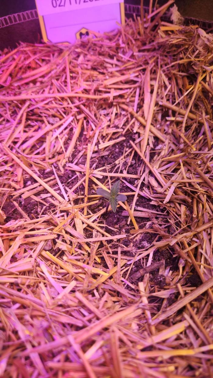 Grape Walker Kush X Iced N' Baked. Week 0