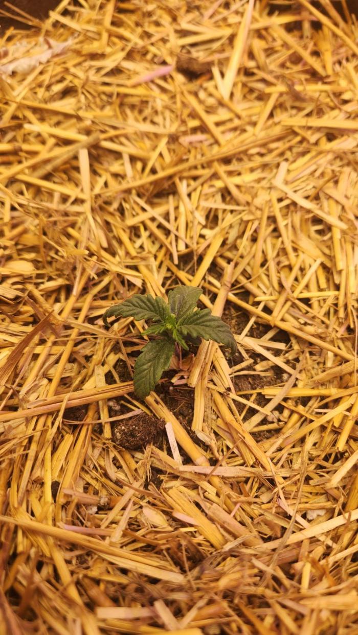 Sour Stomper. Week 1 - Feb 17th, 2026-Seedling