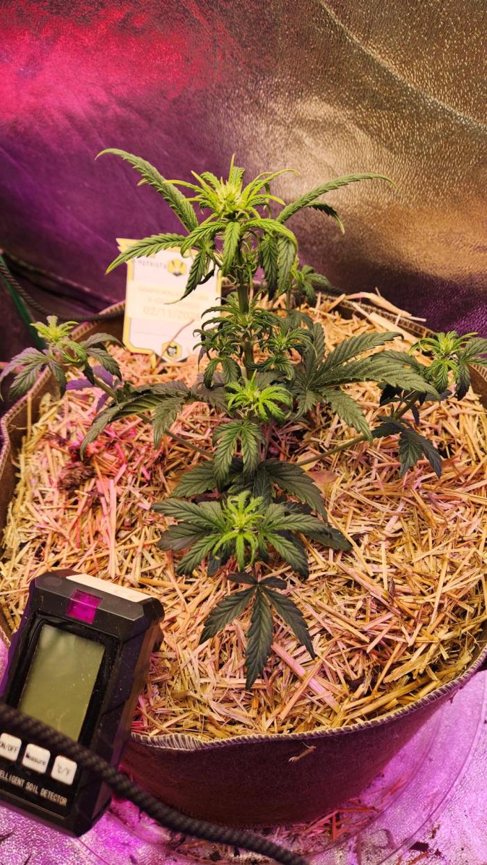 Grape Walker Kush X Iced N' Baked. Week 1 - March 12, 2026