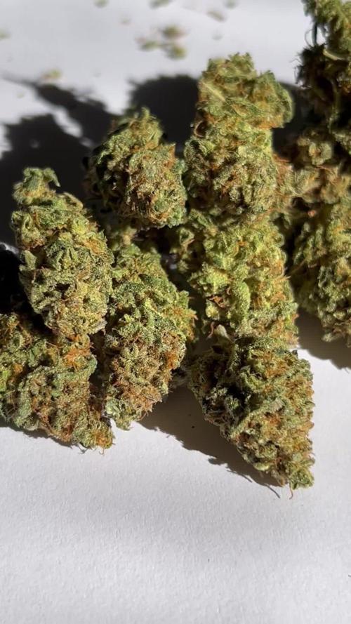 Purple urkle