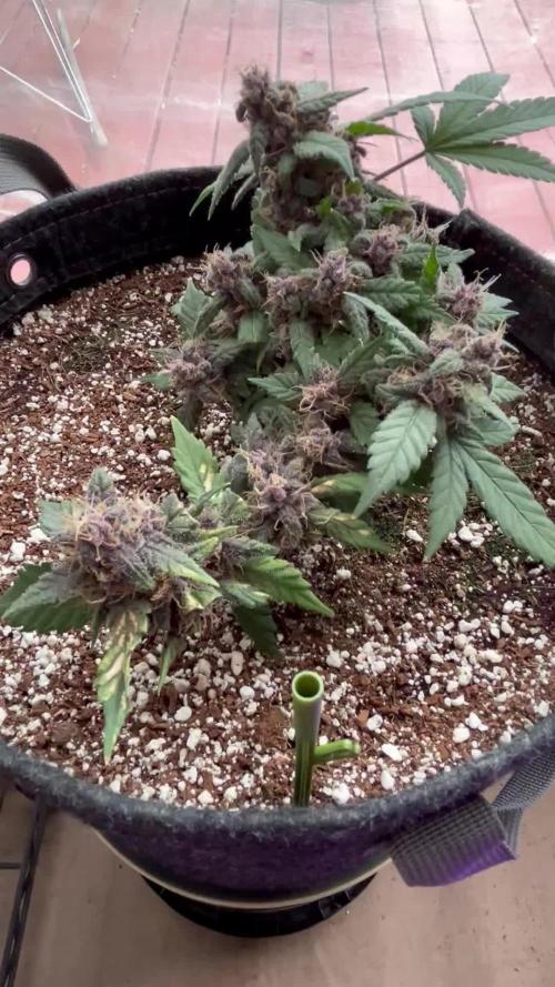 Lsd-25 auto #2