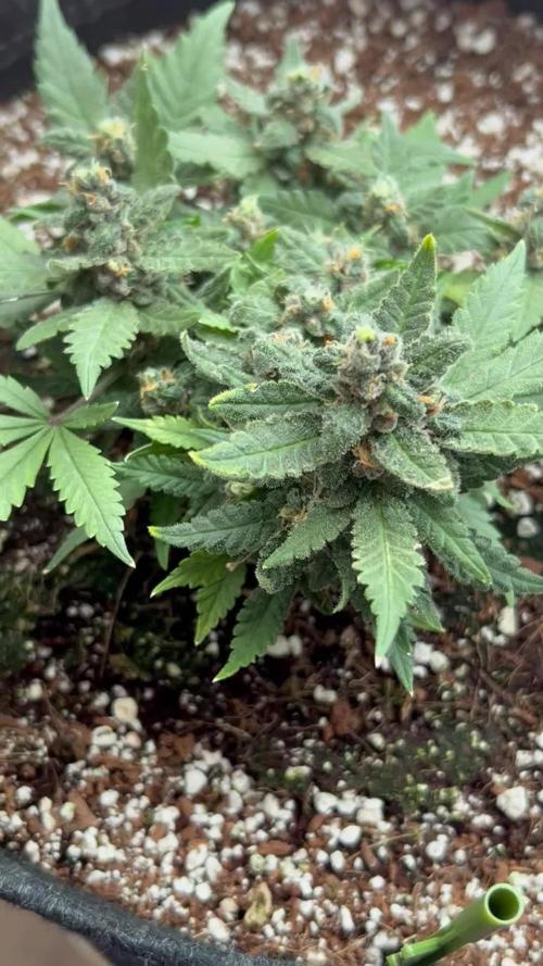 Lsd-25 auto #1