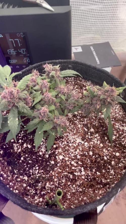Lsd-25 auto #2