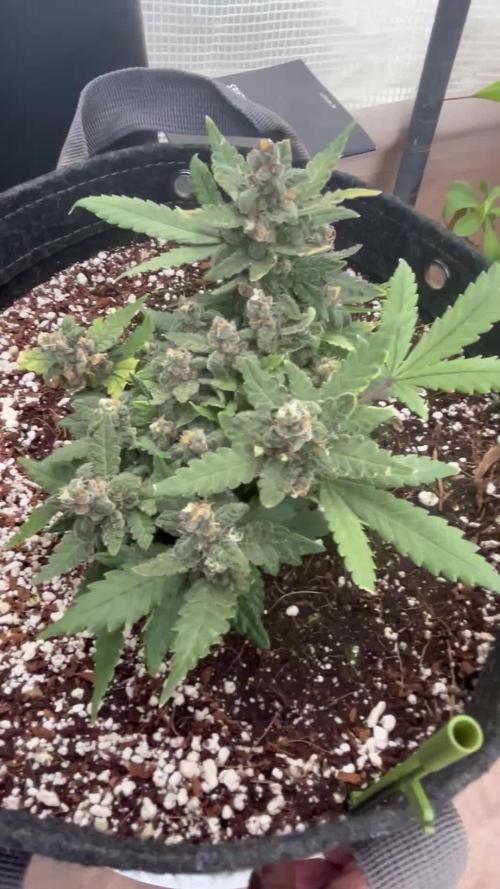 Lsd-25 auto #1