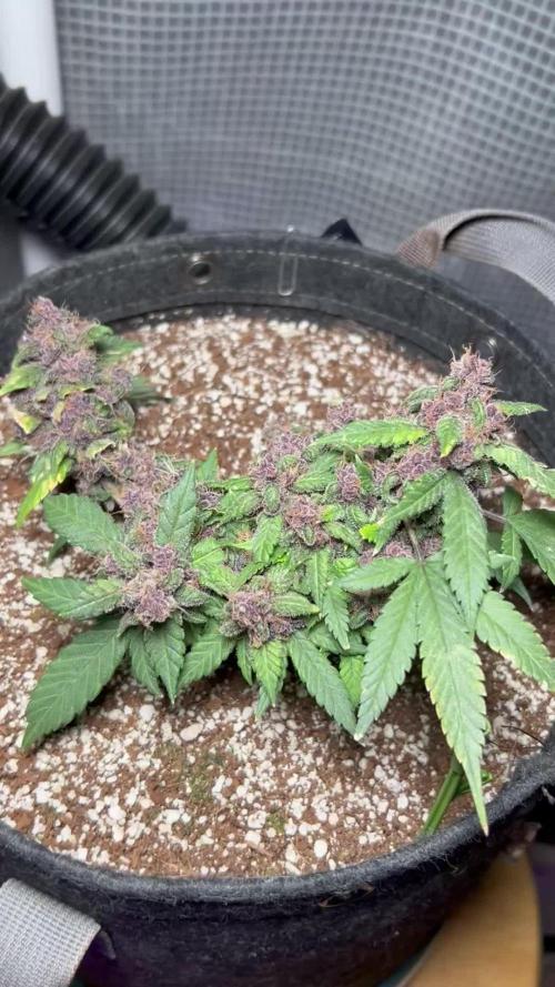 Lsd-25 auto #2