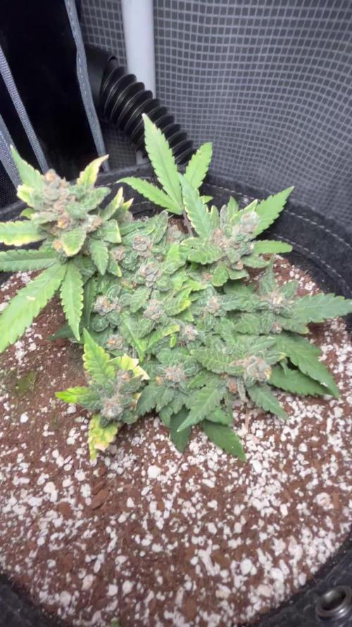 Lsd-25 auto #1