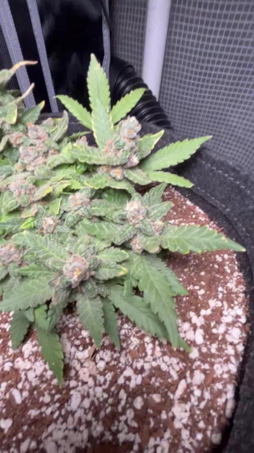 Lsd-25 auto #1