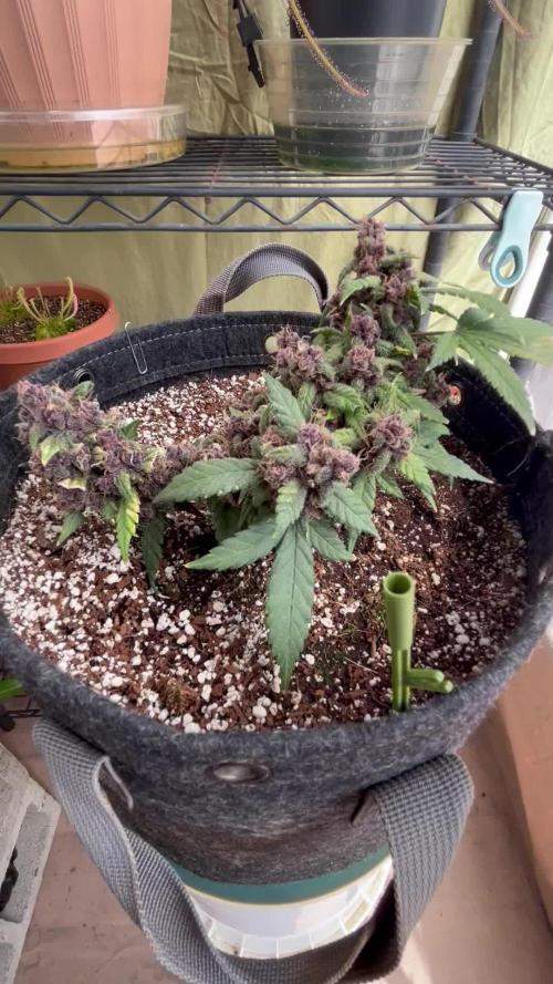 Lsd-25 auto #2